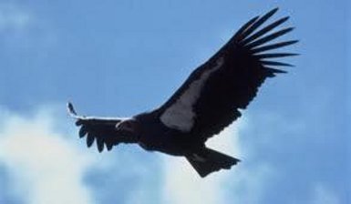 Logo Radio Condor Bucharest